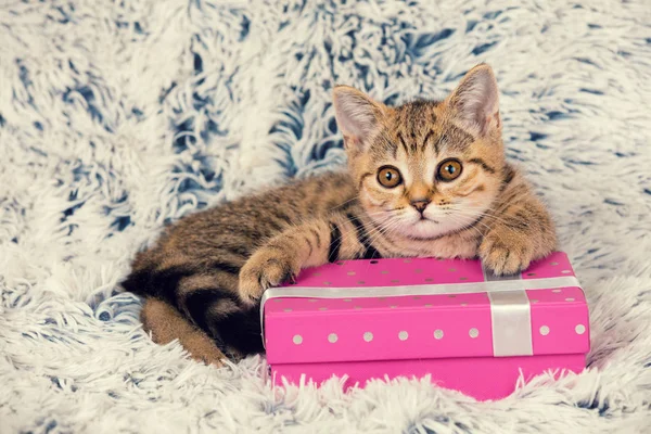 Cute kitten lying on the present box — Stock Photo, Image