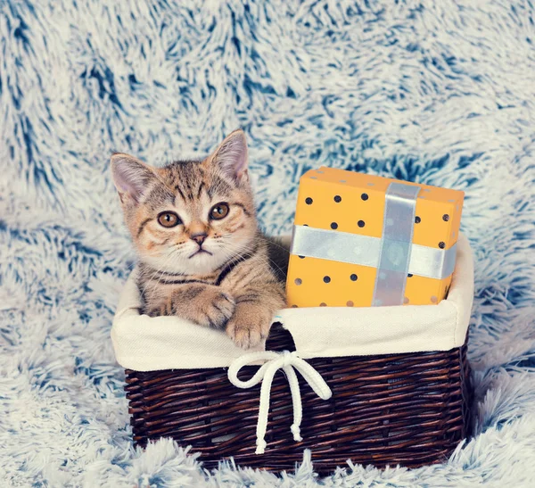 Kitten sitting in a basket with present box — Stock Photo, Image