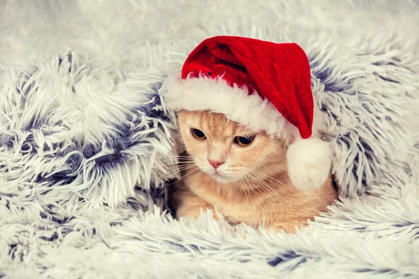 Lilla kattunge bär Santa hatt — Stockfoto