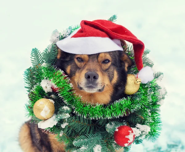 Noel çelenk ve Noel Baba şapkası giyen köpek — Stok fotoğraf