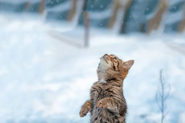 Кот, стоящий на задних ногах в снегу — стоковое фото