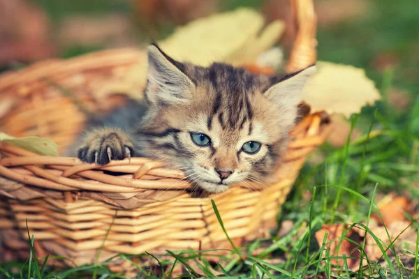 Котенок сидит в корзине в саду — стоковое фото