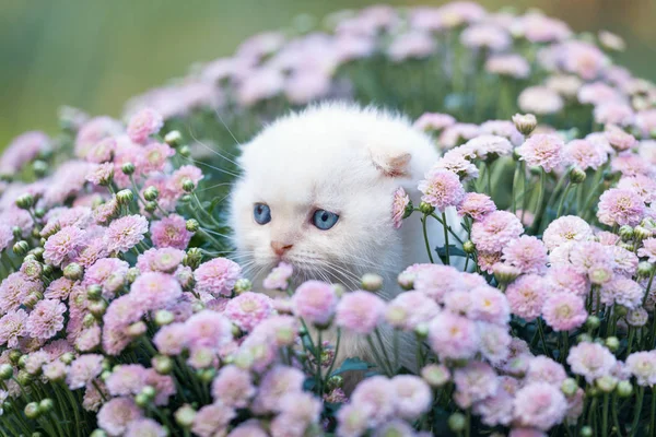 Little white kitten sitting in flower — Stock Photo, Image