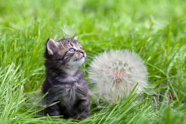 Pequeno gatinho andando na grama — Fotografia de Stock