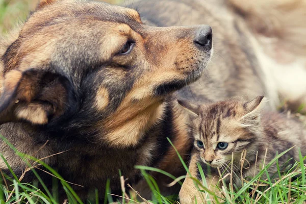 Stor hund och en liten kattunge — Stockfoto