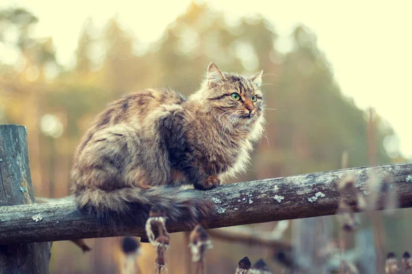 Sibiřská Kočka Sedí Dřevěný Plot — Stock fotografie