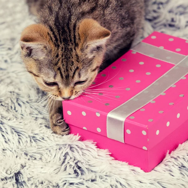 Kätzchen liegt auf der Geschenkbox — Stockfoto