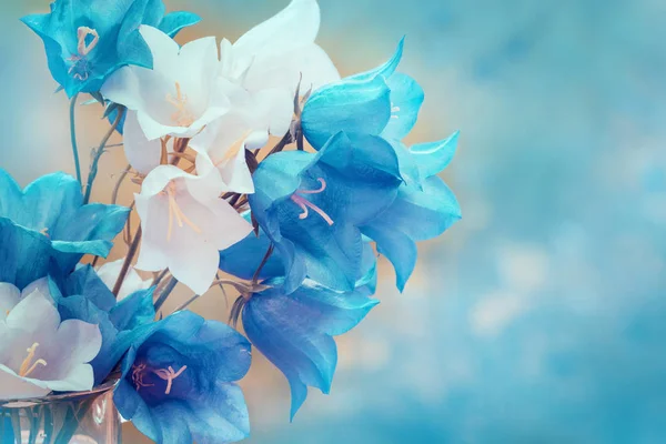 Modré a bílé harebell květiny — Stock fotografie