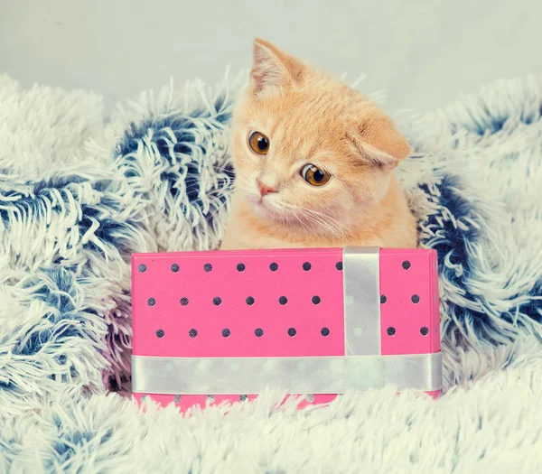 Gatinho sentado perto da caixa de presente — Fotografia de Stock