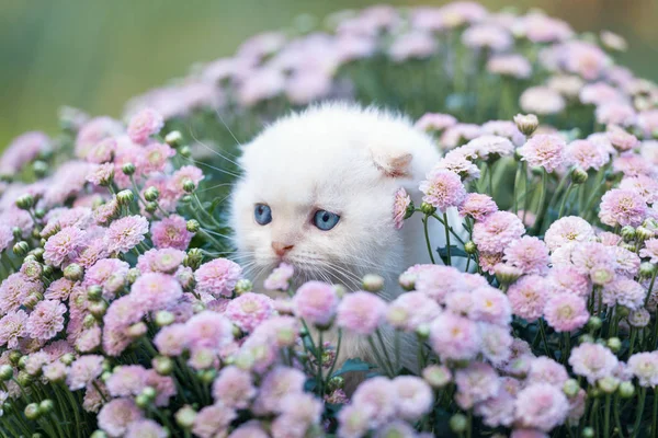 Kleines weißes Kätzchen sitzt in der Blume — Stockfoto