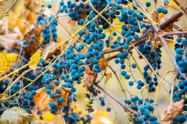 Uvas de vinho tinto — Fotografia de Stock