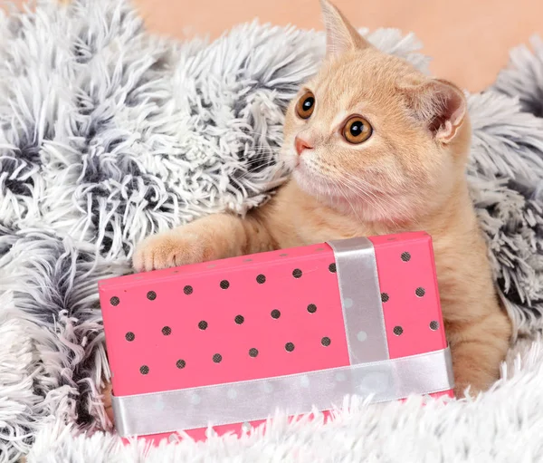 Gatinho deitado na caixa presente — Fotografia de Stock