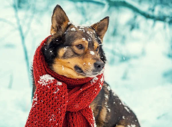 Hond met gebreide sjaal gebonden rond de hals — Stockfoto