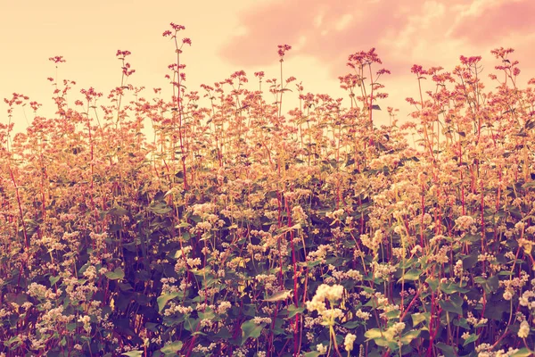 Buckwheat field at sunset — Stock Photo, Image