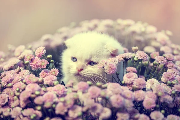 Kätzchen sitzt in Blumen — Stockfoto