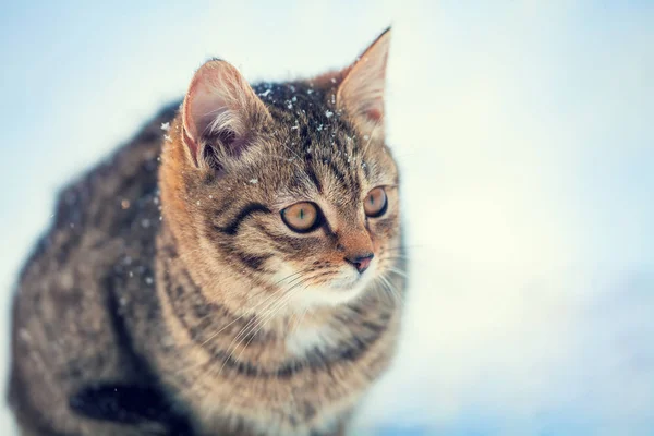 Gato andando sobre a neve — Fotografia de Stock