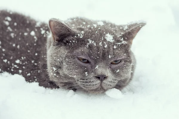 Кот, лежащий в снегу — стоковое фото