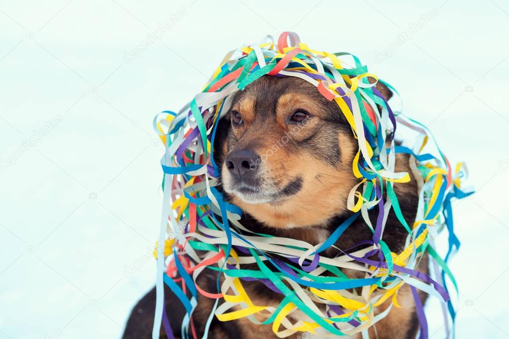dog entangled in colorful serpentine