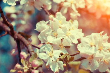 Vintage çiçeği elma dalı