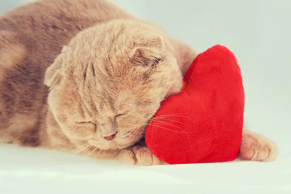 Macska alszik a piros szív alakú párna — Stock Fotó