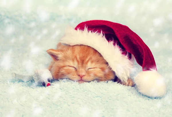 Kitten wearing Santa hat — Stock Photo, Image