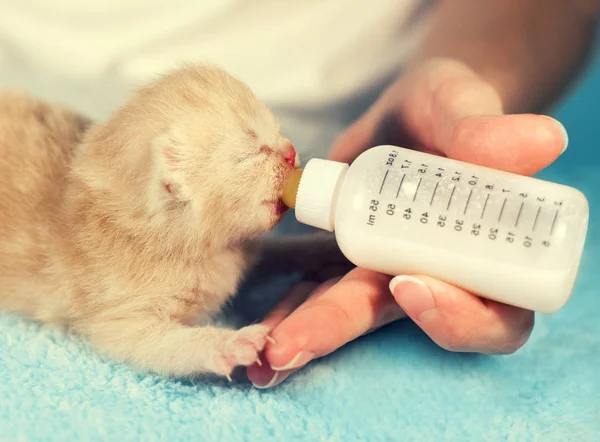 Alimentando pequeno gatinho com substituto de leite — Fotografia de Stock