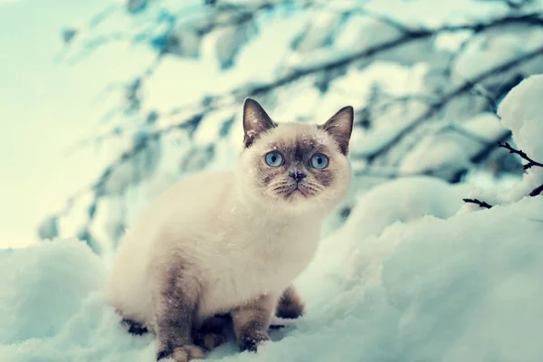 Cat sitting on the snow in winter forest — Stock Photo, Image