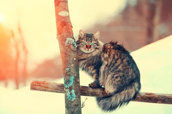 Кот сидит на заборе — стоковое фото