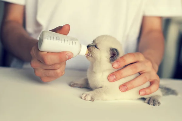 Alimentar pequeño gatito con leche sustituto —  Fotos de Stock