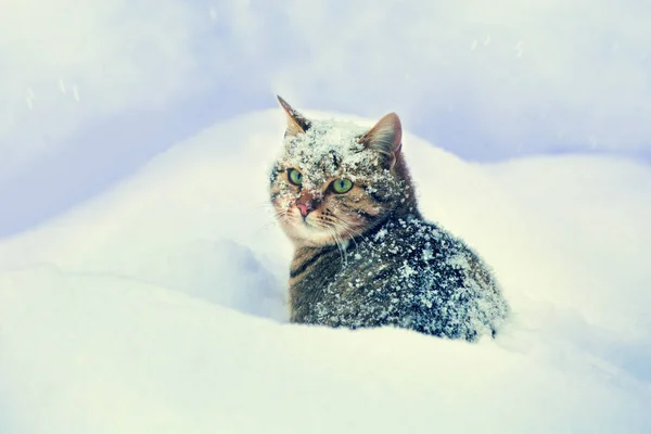 Cat siting in snow — Stock Photo, Image