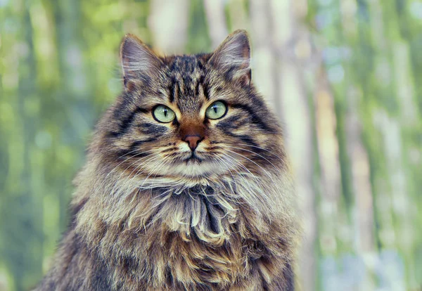 Gatto siberiano seduto nella pineta — Foto Stock