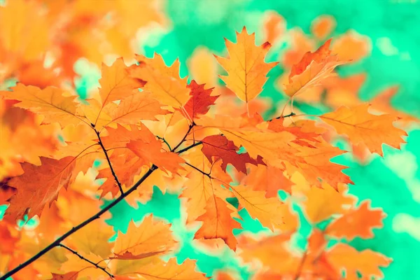 黄色の葉でオークの枝 — ストック写真
