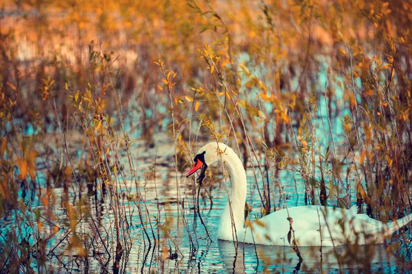 Cygne nageant dans le lac — Photo