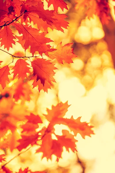 Gałąź Dębowa Żółtych Liści Lesie Jesienią Zachodzie Słońca — Zdjęcie stockowe