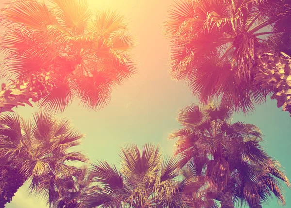 Quadro vintage com palmeiras trópicas — Fotografia de Stock