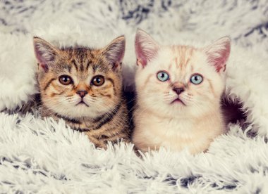 İki sevimli kedi yavrusu.