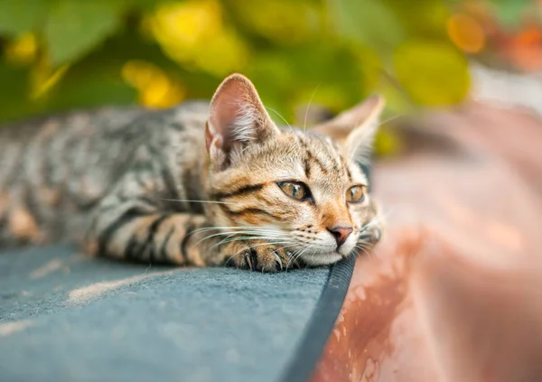 Котёнок отдыхает в саду — стоковое фото