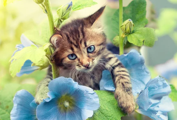 Kitten met ble kaasjeskruid bloemen — Stockfoto
