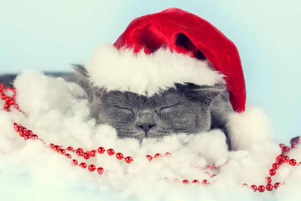 Gatito Vistiendo Santa Sombrero Acostado Blanco Artificial Nieve — Foto de Stock