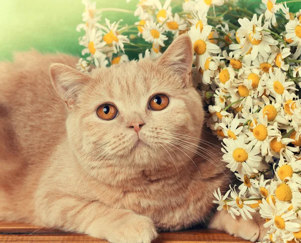 Katze mit Blumen — Stockfoto