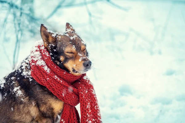Dog with knitted scarf tied around the neck — Stock Photo, Image