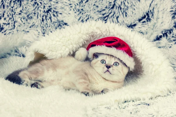 Kleine Kitten Dragen Kerstmuts Liggend Het Blauwe Deken — Stockfoto