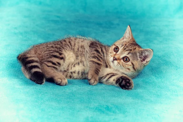 Carino piccolo gattino sdraiato la coperta — Foto Stock
