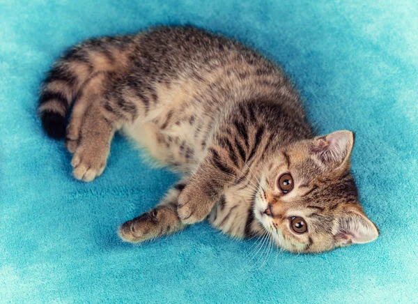 Cute little kitten lying the blanket — Stock Photo, Image