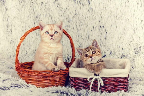Dvě malá koťátka — Stock fotografie