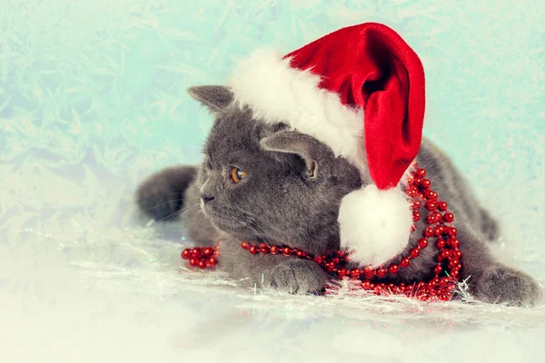 Pequeño Gatito Con Sombrero Santa —  Fotos de Stock