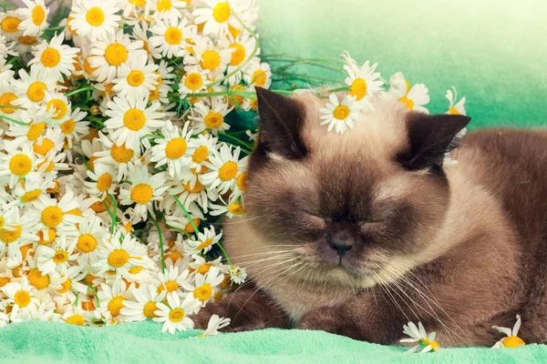 Katze mit Kamillenblüten — Stockfoto