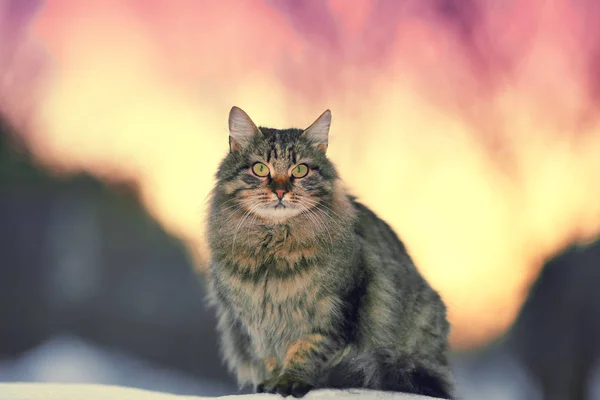 Cute siberian cat — Stock Photo, Image