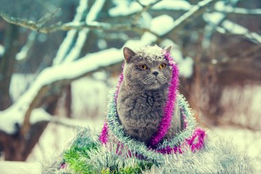 renkli flama dolaşmış kedi