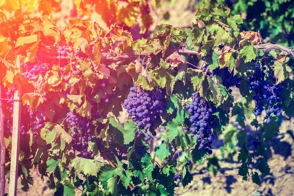 Uvas de vino tinto — Foto de Stock